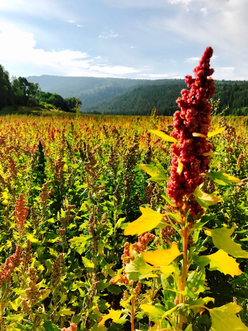 Pretty-quinoa-teton plant